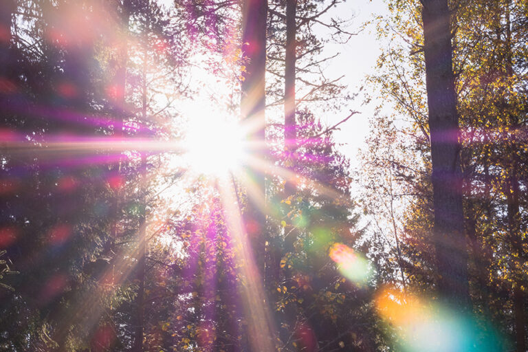 Sonnenstrahlen, die sich ihren Weg durch einen dichten Wald bahnen