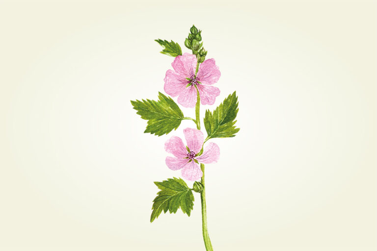 Handgezeichnete Illustration des Echten Eibisch mit rosafarbenen Blüten