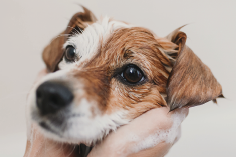 Braun-weißer Hund, der von einem Menschen mit einem Shampoo gewaschen wird