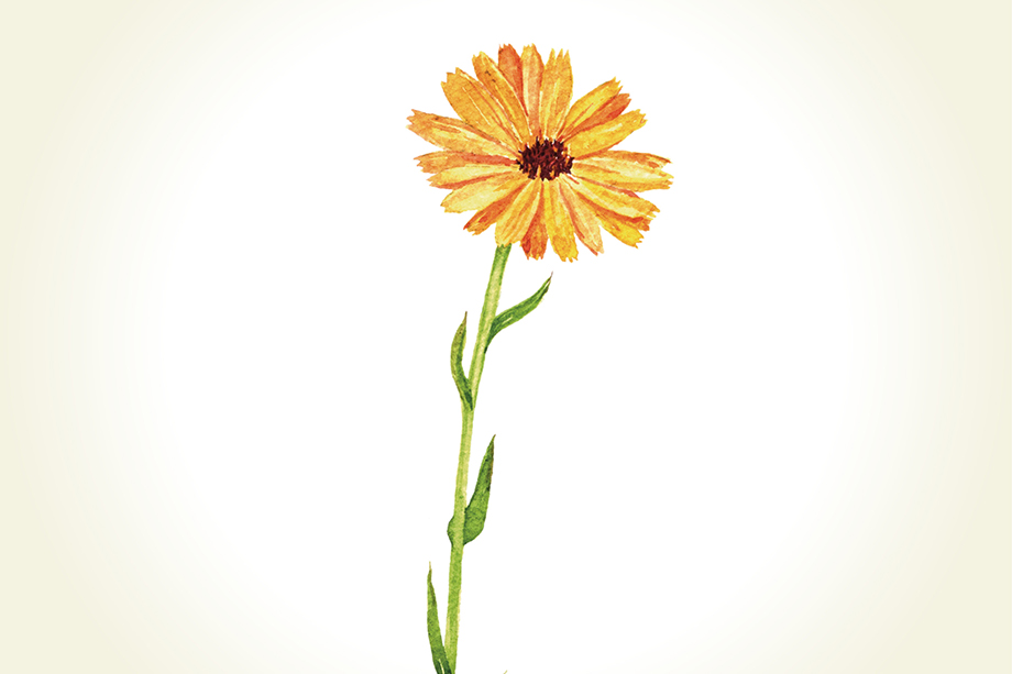 Handgezeichnete Illustration einer gelb-orangen Ringelblume