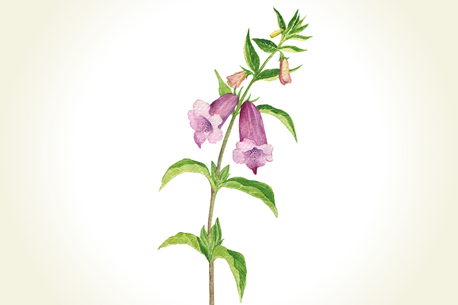 Handgezeichnete Illustration einer Sesam-Pflanze mit lila Blüten
