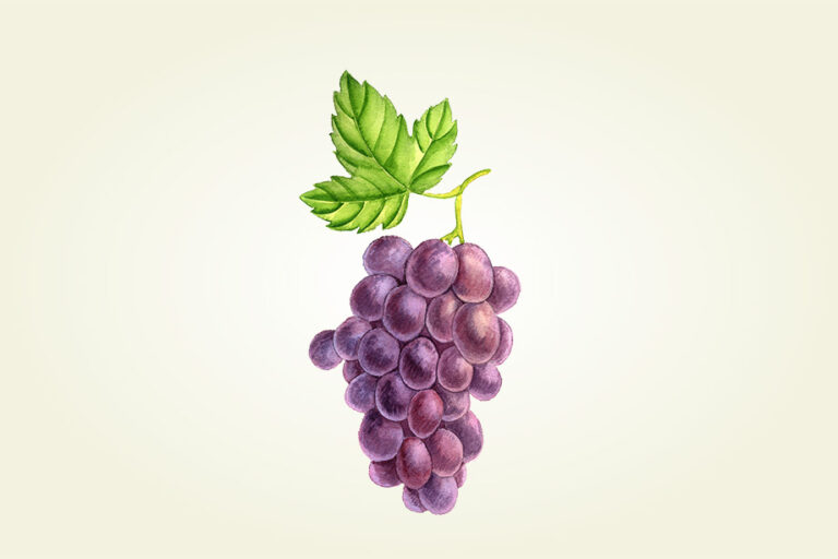Handgezeichnete Illustration einer Weinrebe mit lilafarbenen Trauben