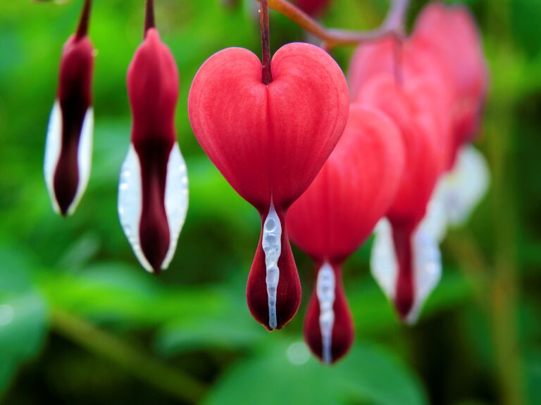 Rote, herzförmige Blüten der Pflanze "Tränendes Herz"