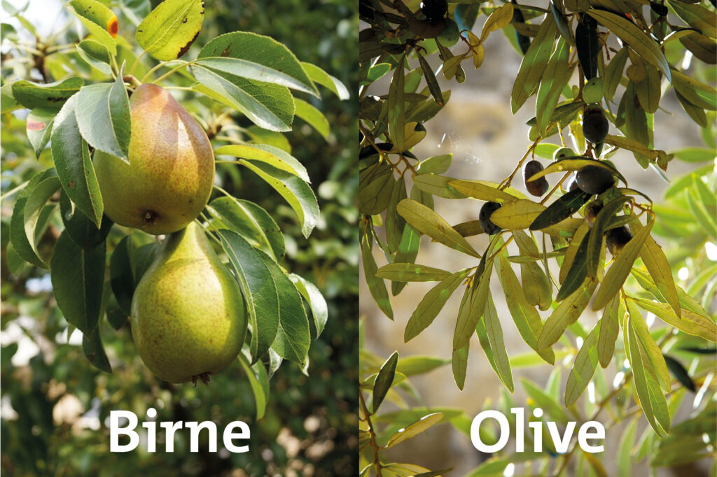Zweigeteiltes Bild mit einem Birnenbaum links und einem Olivenbaum rechts