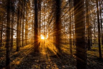 Wald, der von strahlendem, gelbem Sonnenschein durchbrochen wird