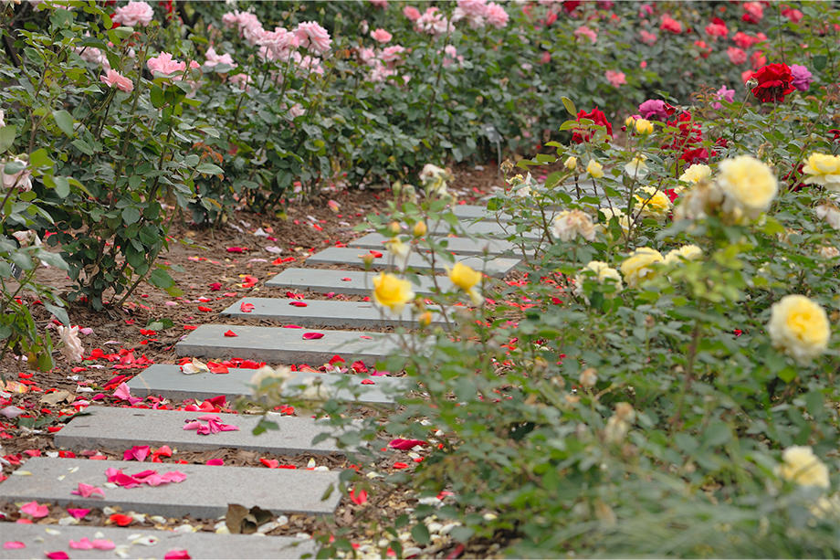 Rosen in gelb, rot, pink und rosa zieren einen Steinweg, auf dem Blätter liegen