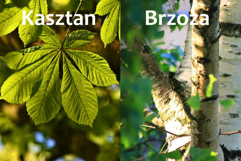 culumnatura-kasztan-brzoza