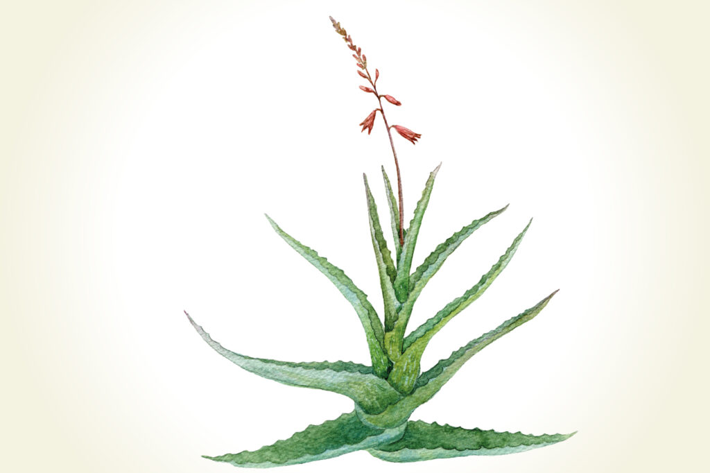 Handgezeichnete Illustration der Aloe Vera Pflanze mit rot-braunen Blüten