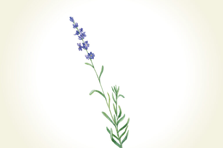 lavendel-Pflanze-Blogartikel-920x613