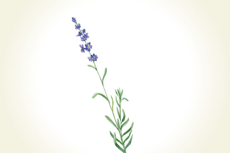 Lavendel Pflanze Blogartikel 920x613