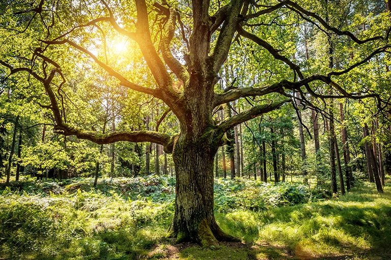 Kraftvoller Baum inmitten eines grünen Waldes mit Sonnenschein im Hintergrund