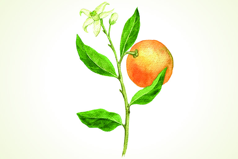 Handgezeichnete Illustration einer Grapefruit-Pflanze mit Frucht und Blüte