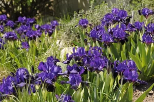 Lilafarbene Iris in einem Garten