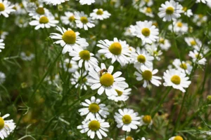 Kamille in einem Garten