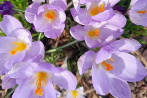 Lilafarbener Krokus in einem Garten