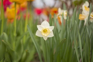 Hellgelbe Narzissen in einem Garten