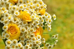 Blumenstrauß aus Kamille und gelben Rosen vor einem hellen Hintergrund