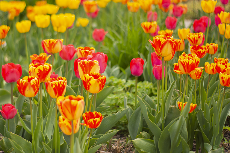 Gelbe, orange und rote Tulpen