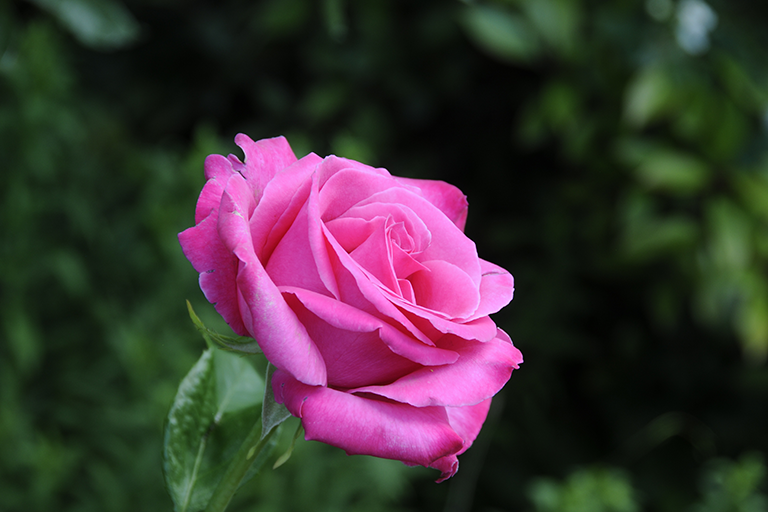 Prächtige, pinke Rose in einem Garten