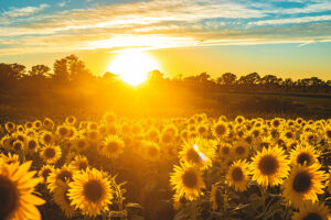 Feld mit Sonnenblumen und einem strahlenden Sonnenuntergang