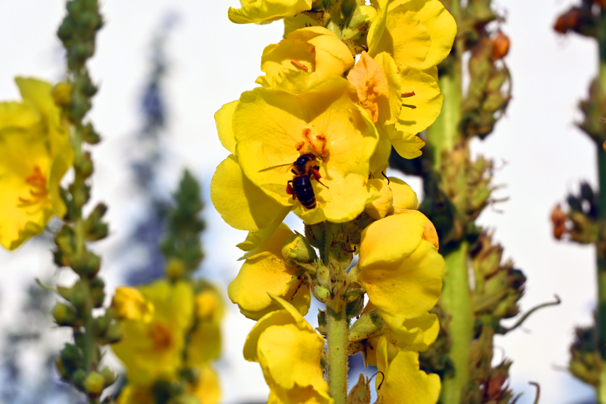 Eine Biene sitzt auf einer gelben Blüte, die Bestandteil einer großen Blume ist