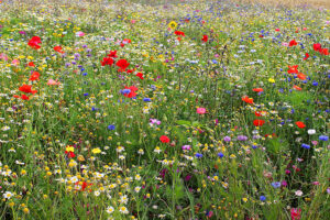 Große Blumenwiese voller roter, gelber, blauer, violetter und weißer Blumen