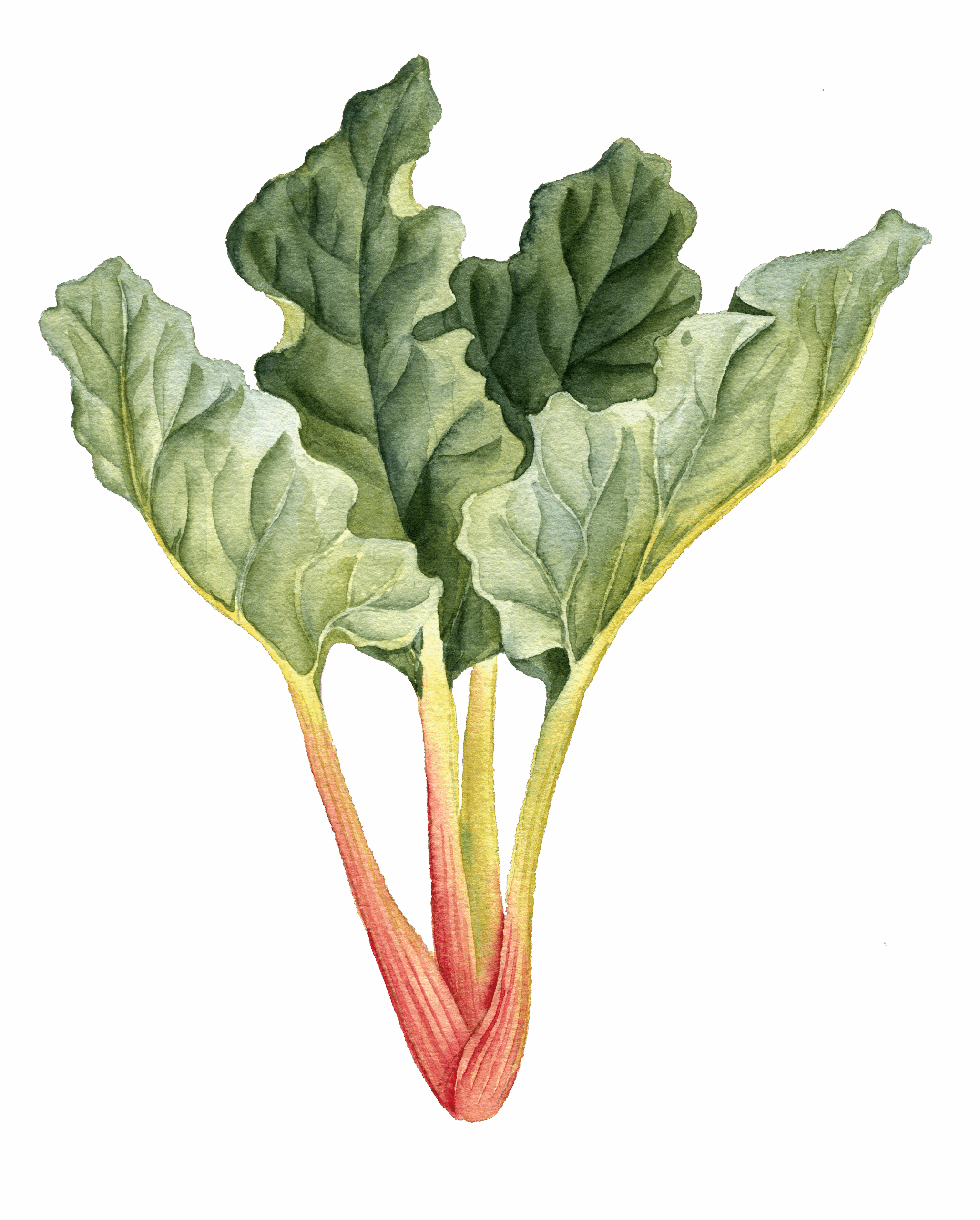 Handgezeichnete Illustration von Rhabarberstangen