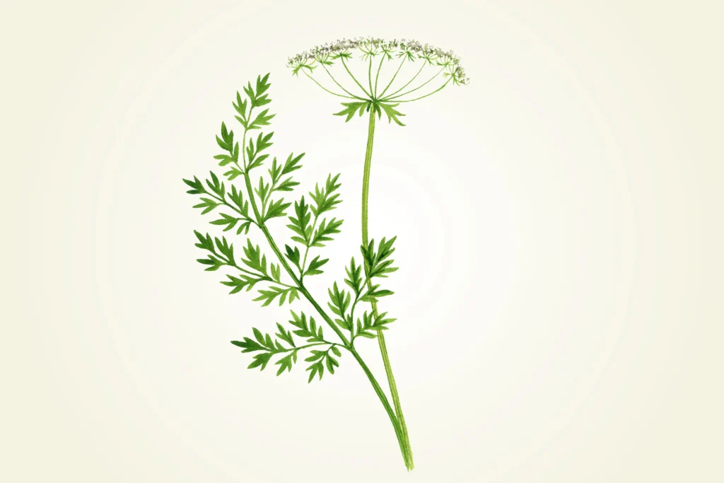 Handgezeichnete Illustration der blühenden Karotte (Daucus carota), deren Samen das ätherische Öl für die Hautpflege liefern.