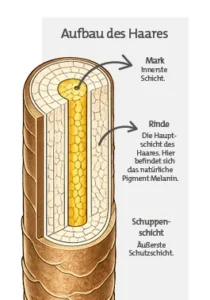 Dreidimensionale Infografik zum Aufbau des Haares mit den Schichten Mark, Rinde und Schuppenschicht.